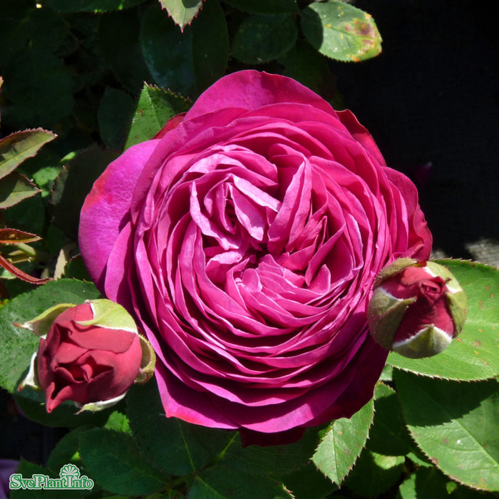 Rosa 'Heidi Klum Rose' A kval C4