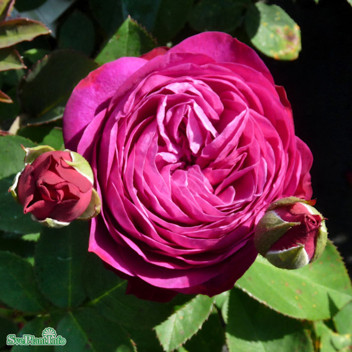 Rosa 'Heidi Klum Rose' A kval C4