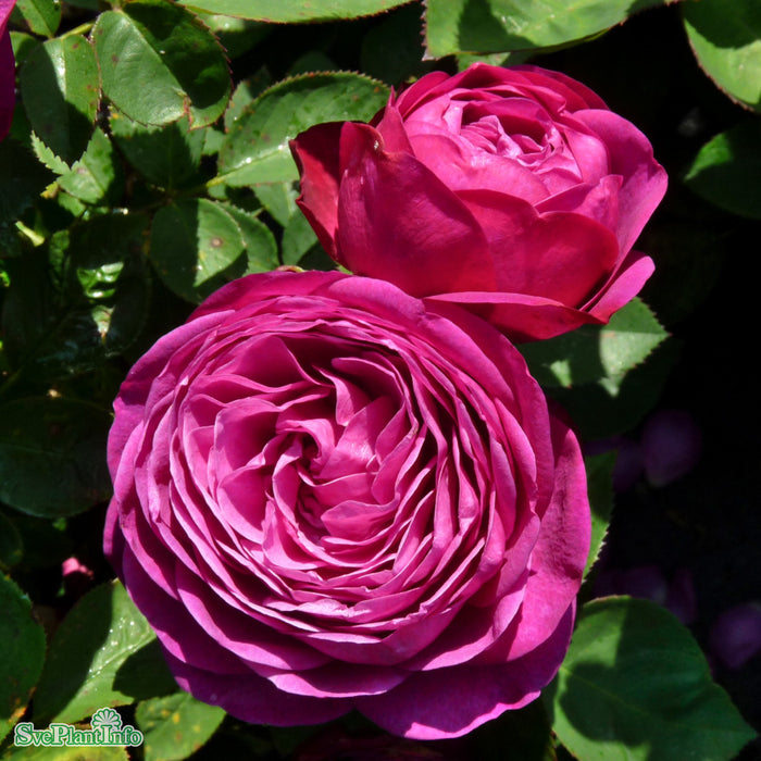 Rosa 'Heidi Klum Rose' A kval C4
