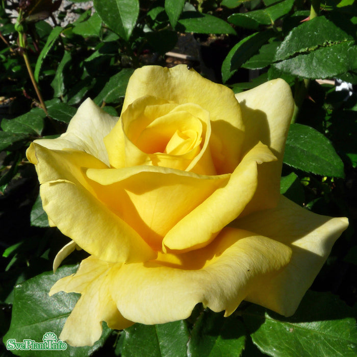 Rosa 'Kaj Munk' A kval C4