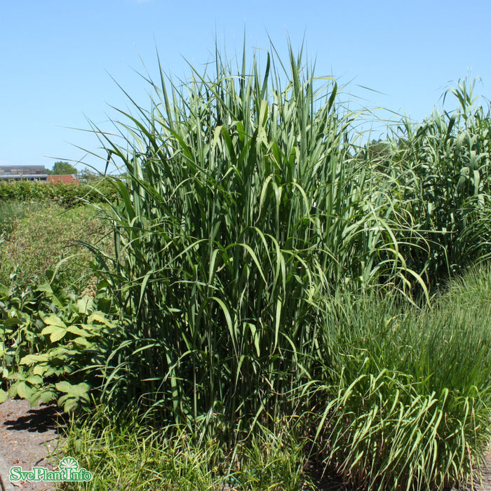 Miscanthus giganteus A-kval C2