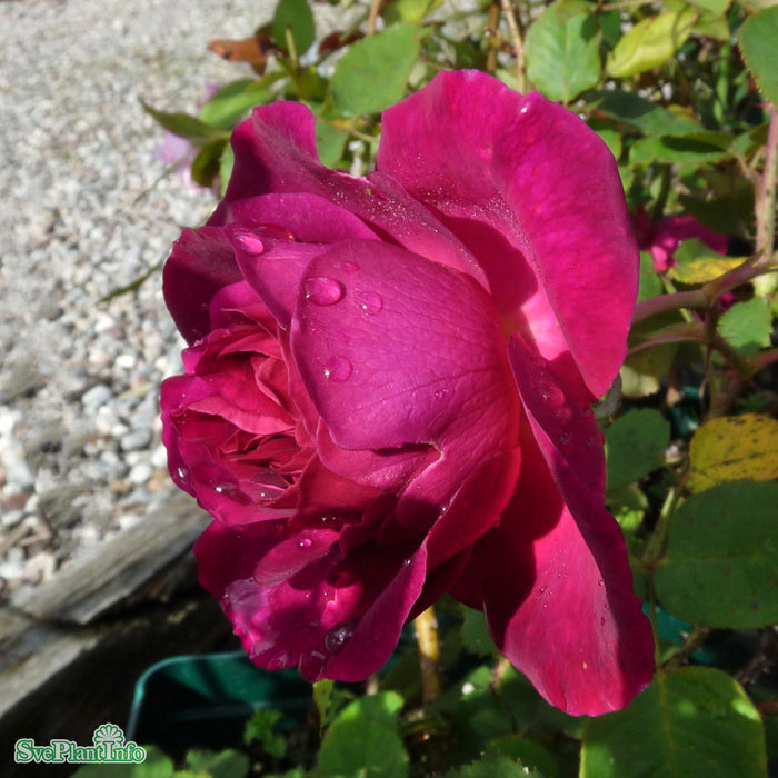 Rosa 'Munstead Wood' A kval C6