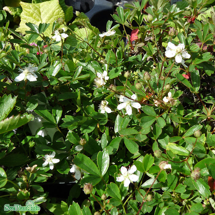 Sibbaldiopsis tridentata 'Nuuk' A-kval