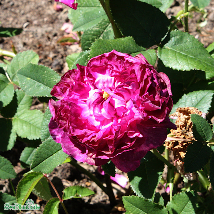 Rosa 'Belle de Crécy' A kval C4