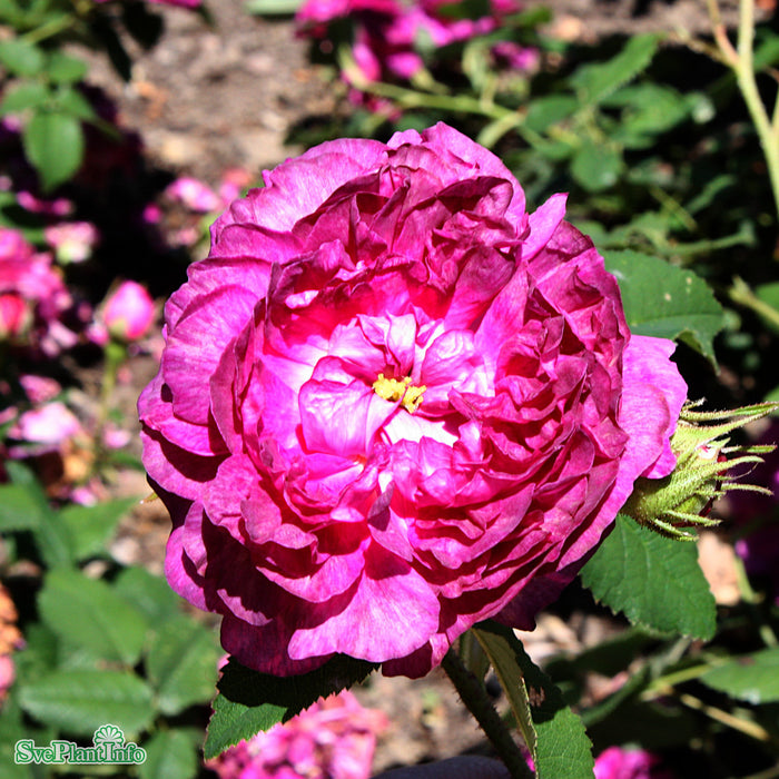 Rosa 'Belle de Crécy' A kval C4