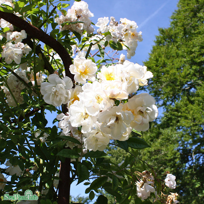 Rosa (Helenae) 'Lykkefund' A kval C7,5