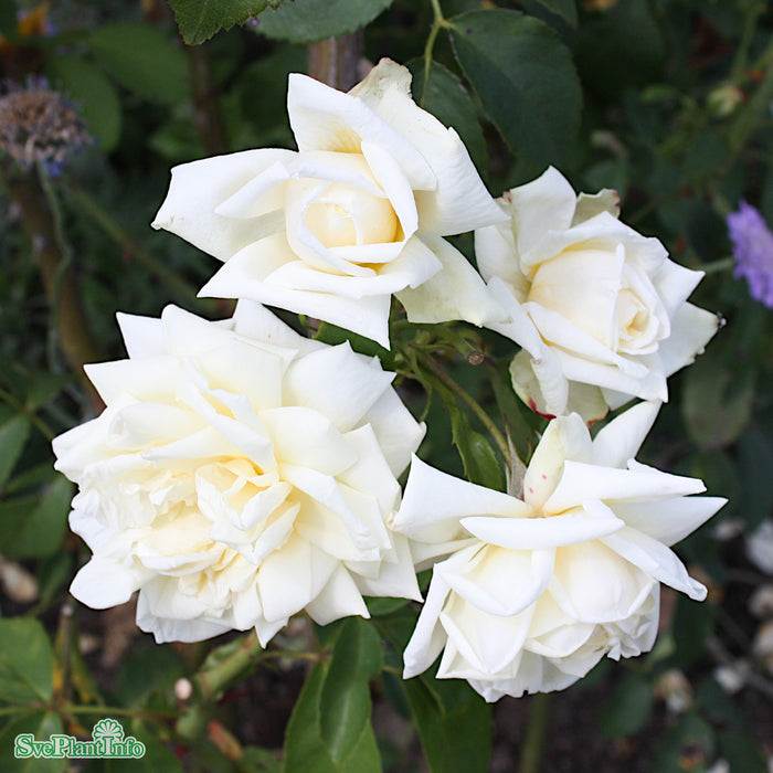 Rosa 'Ilse Krohn Superior' A kval C4