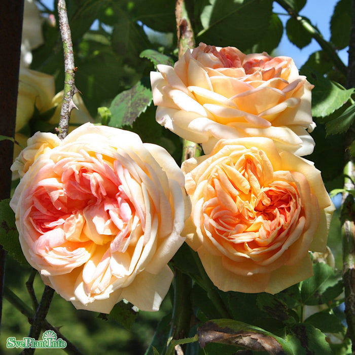 Rosa 'Alchymist' C4,5