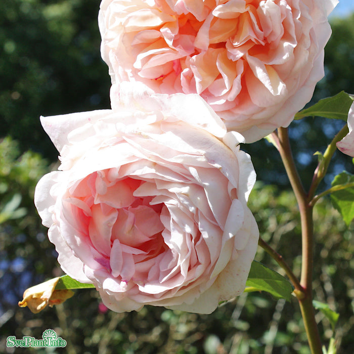 Rosa 'Abraham Darby' A kval C6