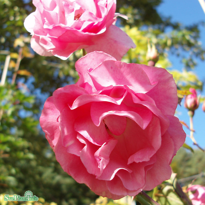 Rosa 'Romanze' A kval C4