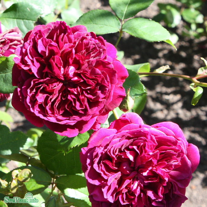 Rosa 'William Shakespeare' A kval C6
