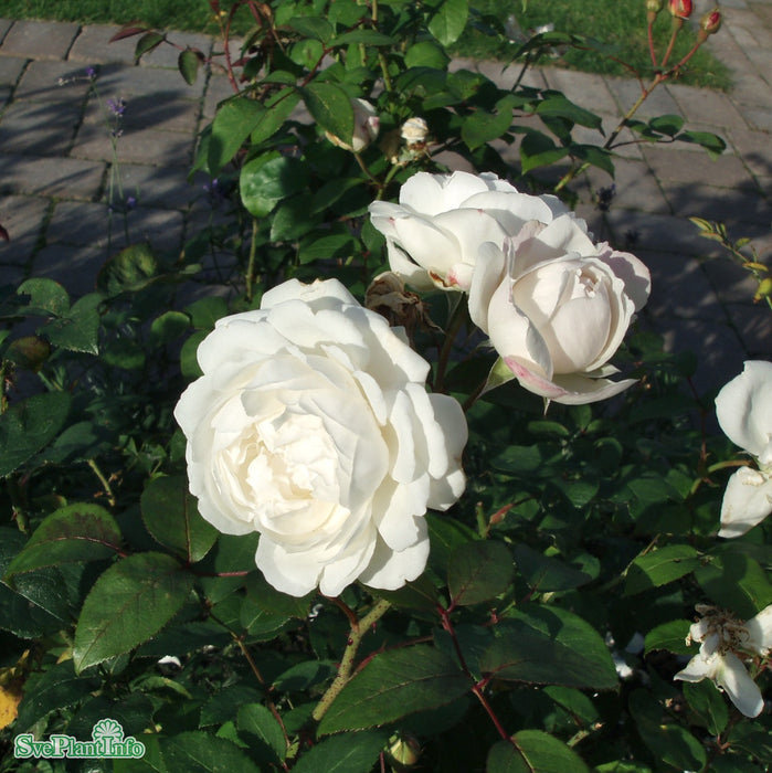 Rosa 'Winchester Cathedral' A-kval C6