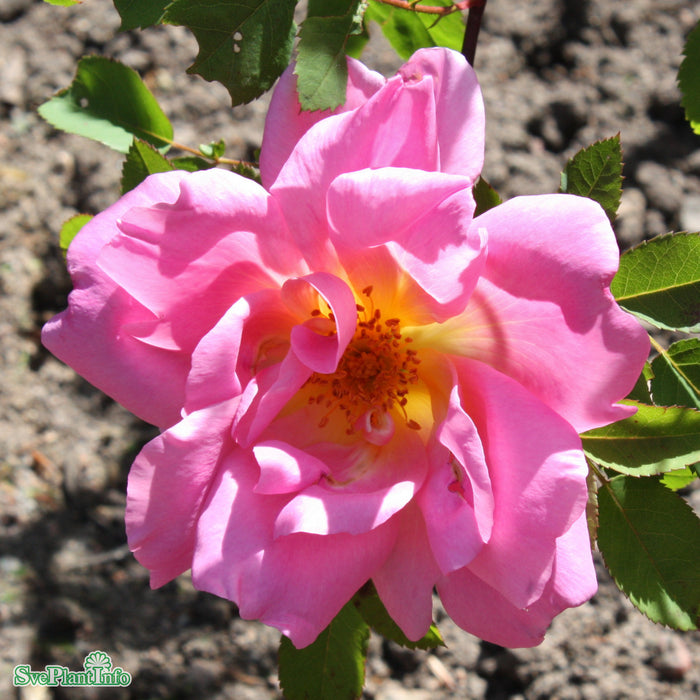 Rosa 'Marguerite Hilling'' A kval C4