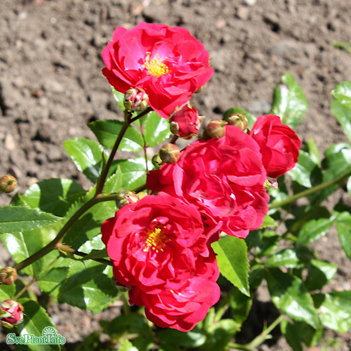 Rosa 'Fairy Dance' A-kval C4