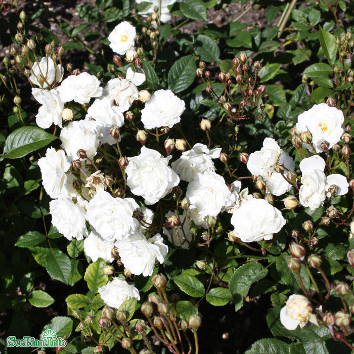 Rosa 'Schneewittchen' A-kval C4