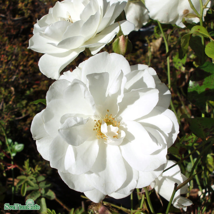 Rosa 'Schneewittchen' A-kval C4