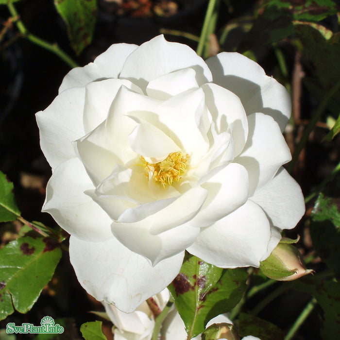Rosa 'Schneewittchen' A-kval C4