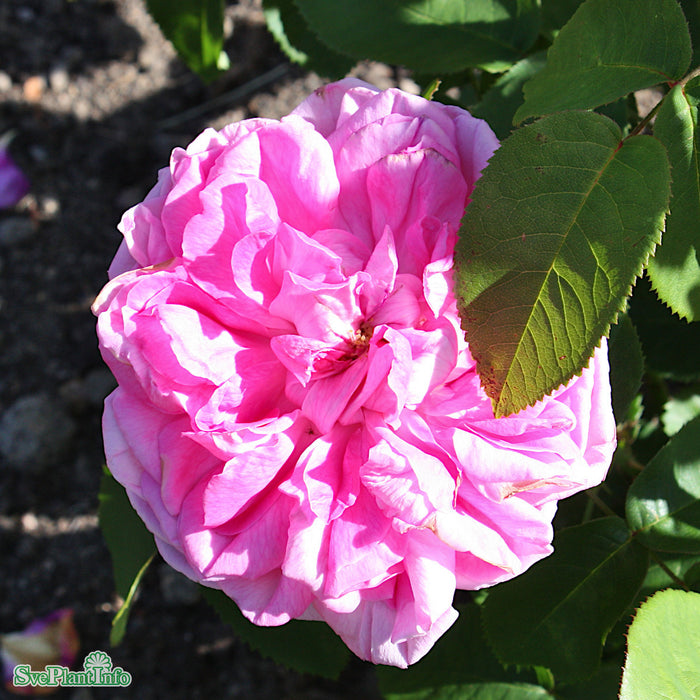 Rosa 'Baronne Prévost' A-kval