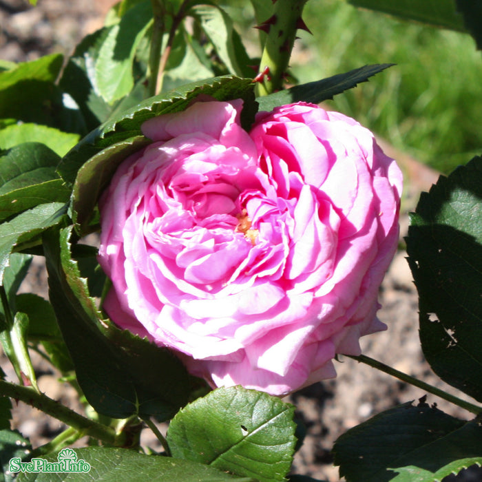 Rosa 'Champion of the World' A-kval
