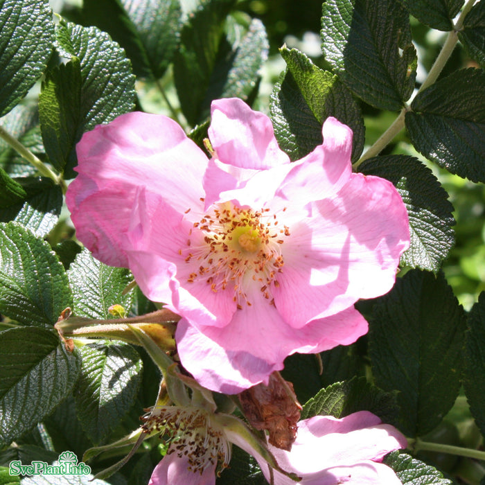 Rosa 'Fru Dagmar Hastrup' Rotäkta Busk C3,5