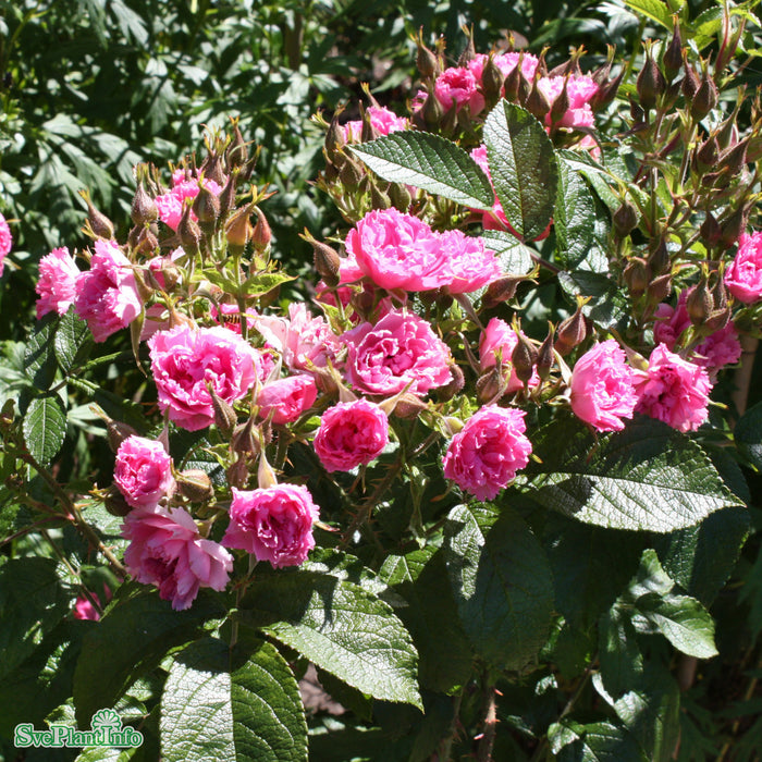 Rosa rugosa 'Pink Grootendorst' A kval C4
