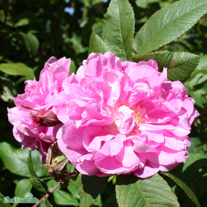 Rosa rugosa 'Thérèse Bugnet' A kval C7,5