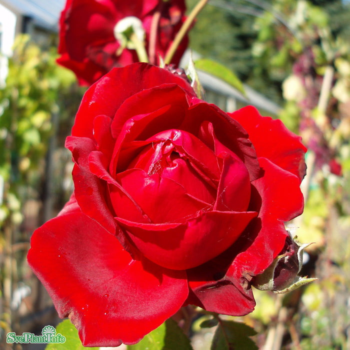 Rosa 'Ingrid Bergman' C4