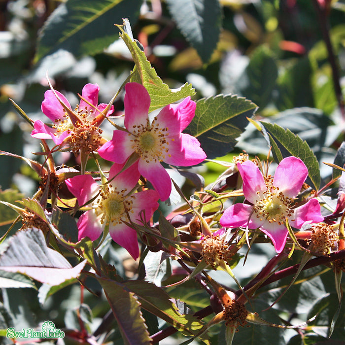 Rosa glauca A-kval C4