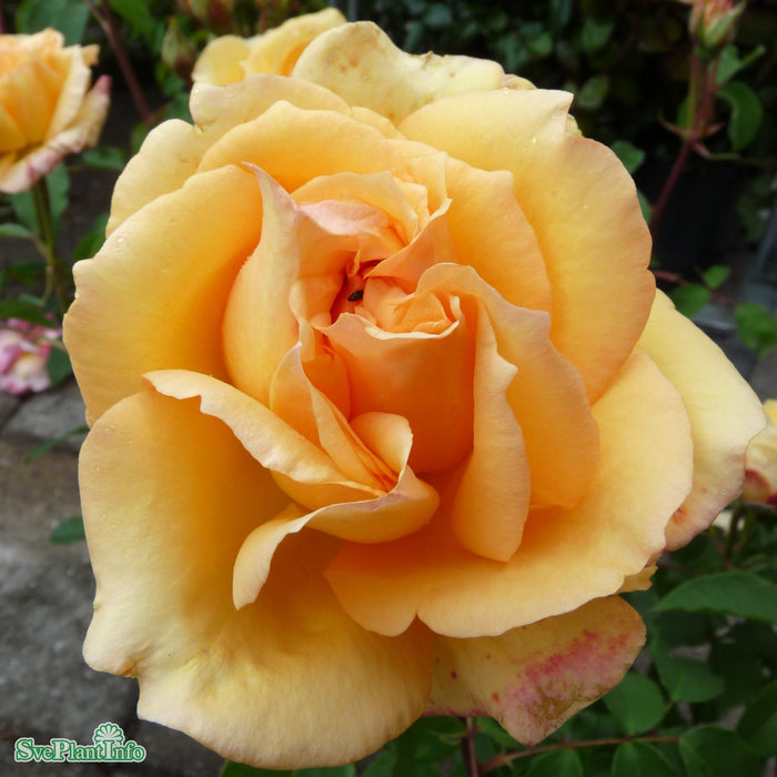 Rosa 'Sophia Renaissance' A kval C4