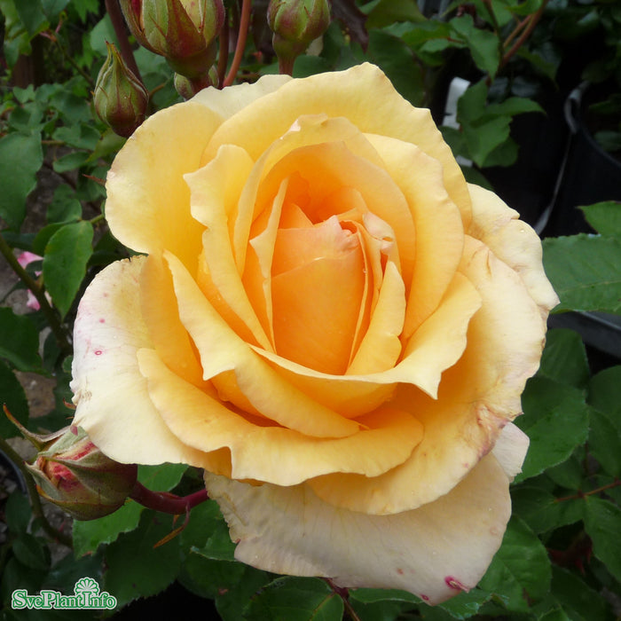 Rosa 'Sophia Renaissance' A kval C4