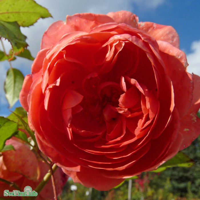 Rosa 'Summer Song' A kval C6