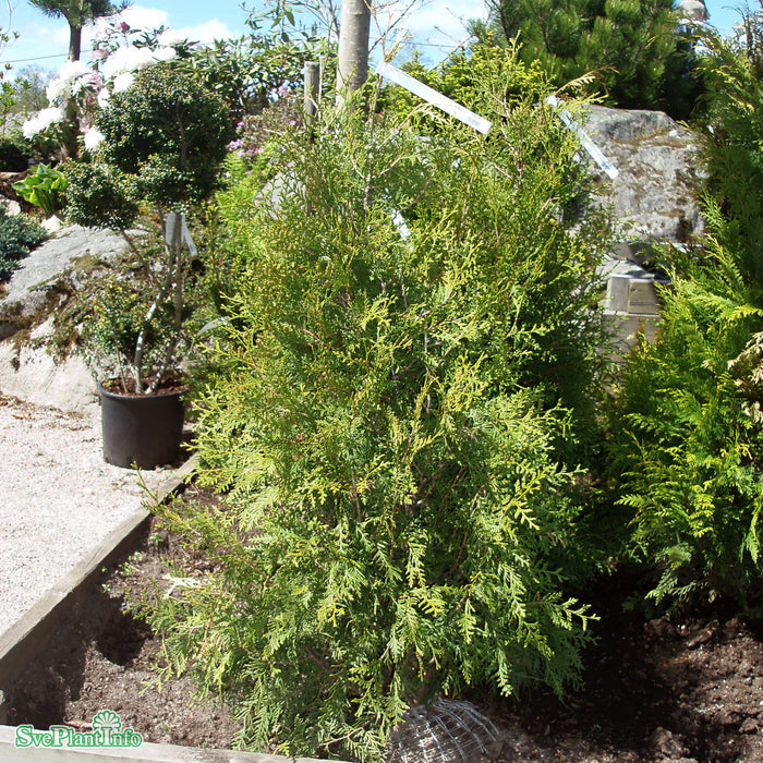 Thuja occidentalis 'Columna' Solitär Kl 175-200cm