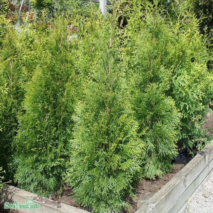 Thuja occidentalis 'Smaragd' Spiralform C45 160-180cm