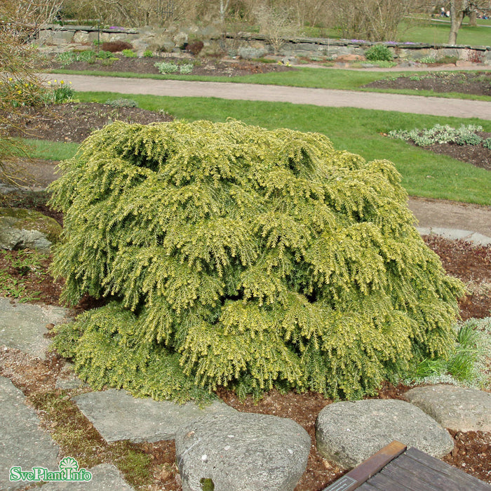 Tsuga canadensis 'Jeddeloh' D4 25-30cm