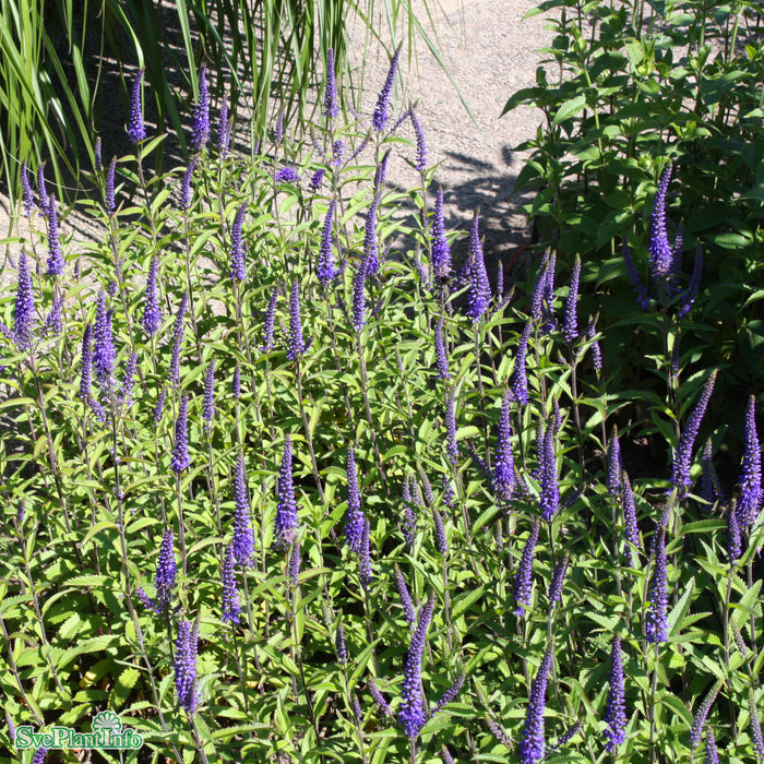 Veronica longifolia 'Blauriesin' A-kval