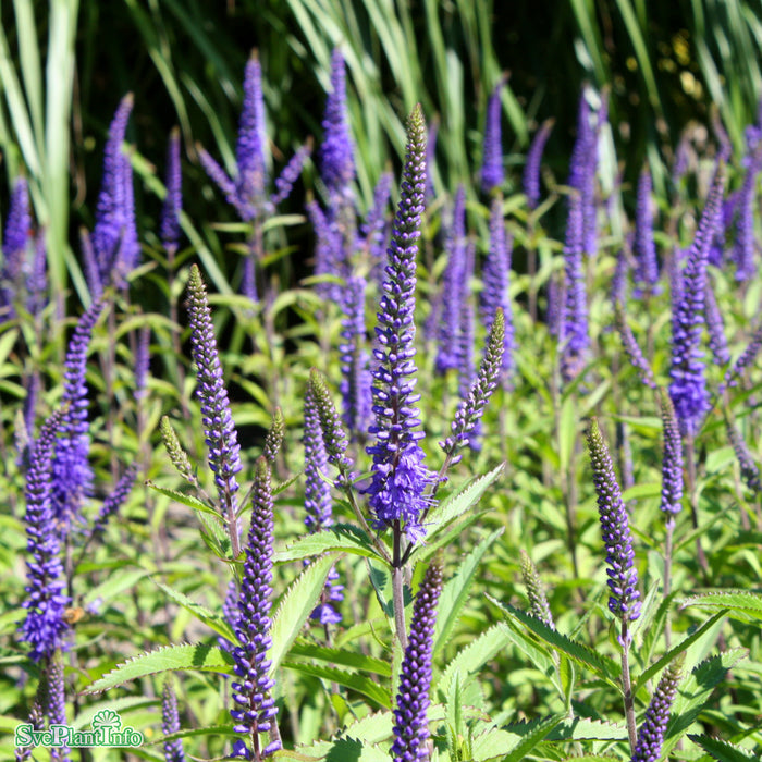 Veronica longifolia 'Blauriesin' A-kval