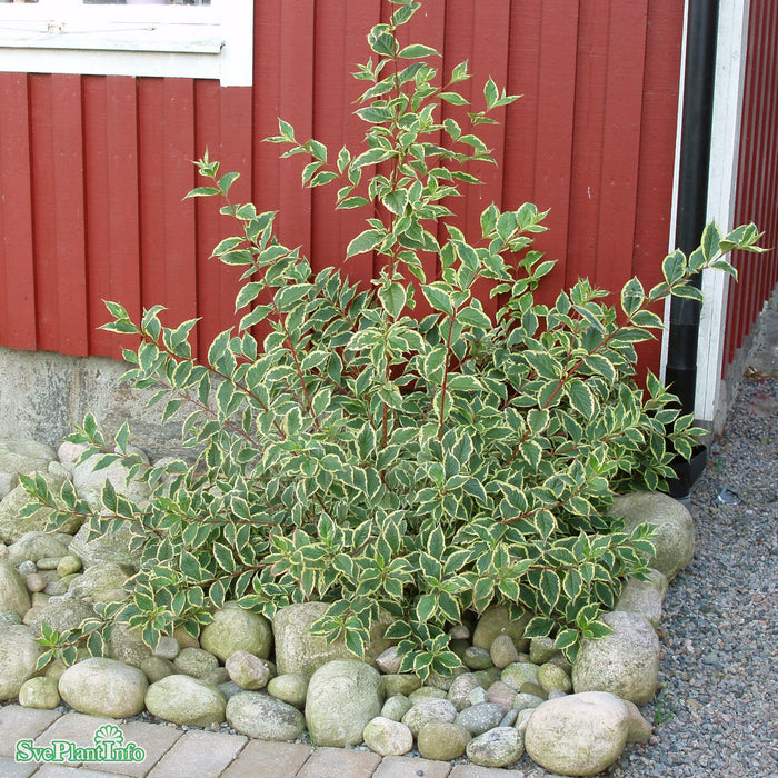 Weigela florida 'Nana Variegata' C6