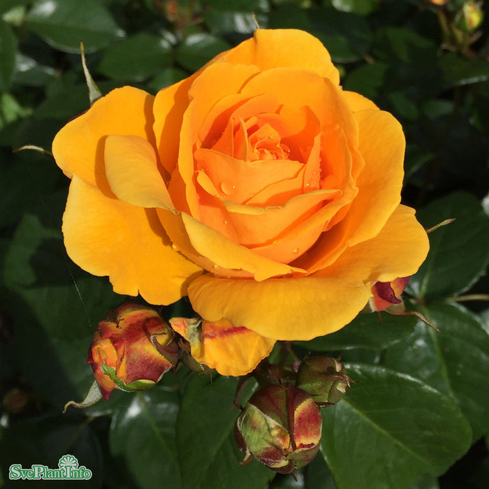 Rosa 'Friendship Forever'