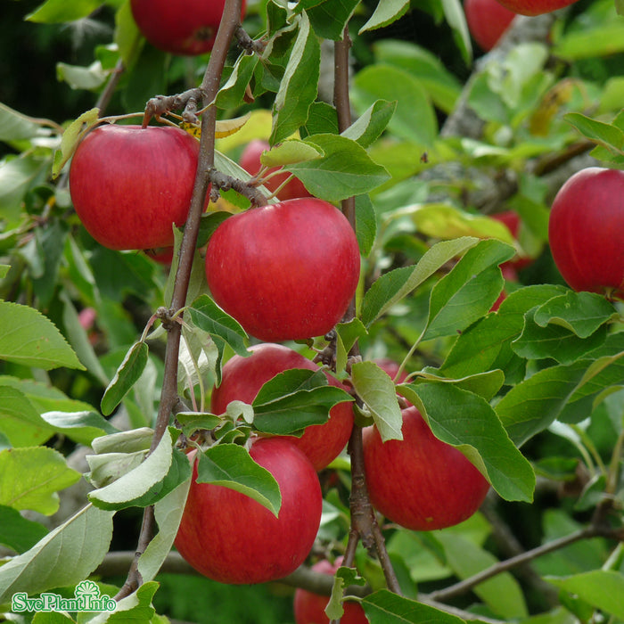 Malus domestica 'Katja' E A2 Stam 2-års A-kval Co