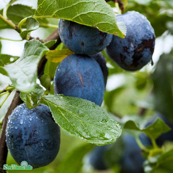 Prunus domestica 'Balsgård Violetta' E P.cer Stam 2-års A-kval Co