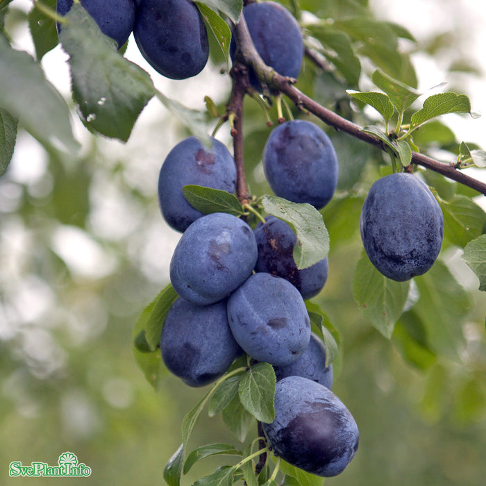 Prunus domestica 'Balsgård Violetta' E P.cer Stam 2-års A-kval Co