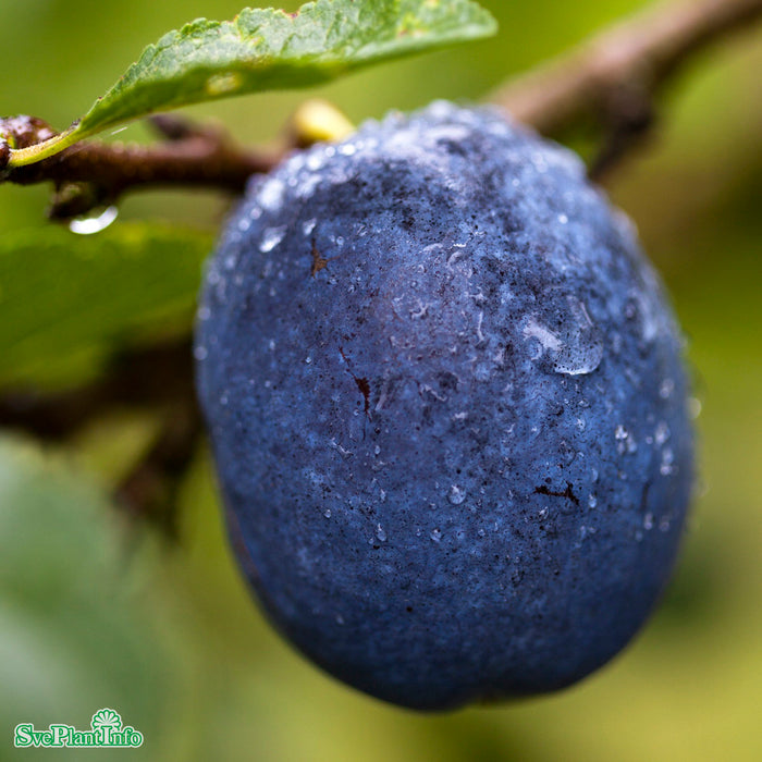 Prunus domestica 'Balsgård Violetta' E P.cer Stam 2-års A-kval Co