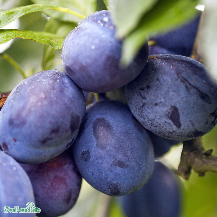 Prunus domestica 'Balsgård Violetta' E P.cer Stam 2-års A-kval Co