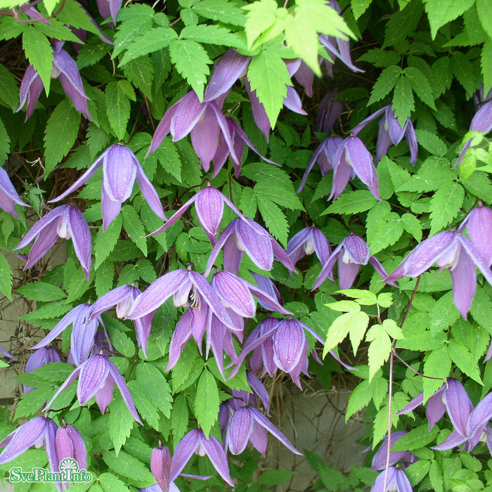 Clematis (Atr.) 'Tage Lundell' E A-kval C2