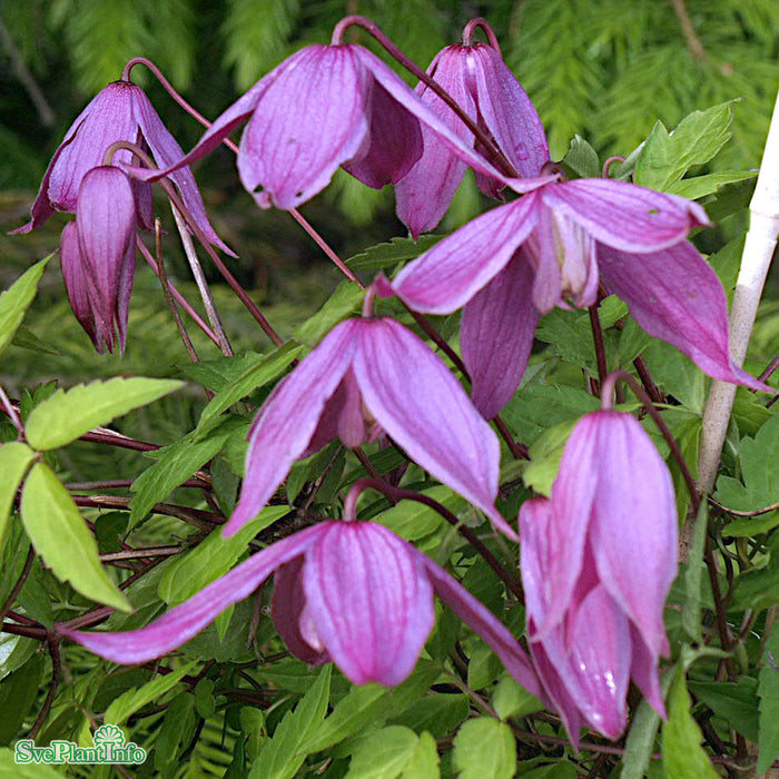 Clematis (Atr.) 'Tage Lundell' E A-kval C2