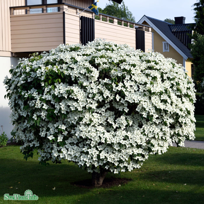 Cornus kousa 'Milky Way' C18 XXL 125-150cm