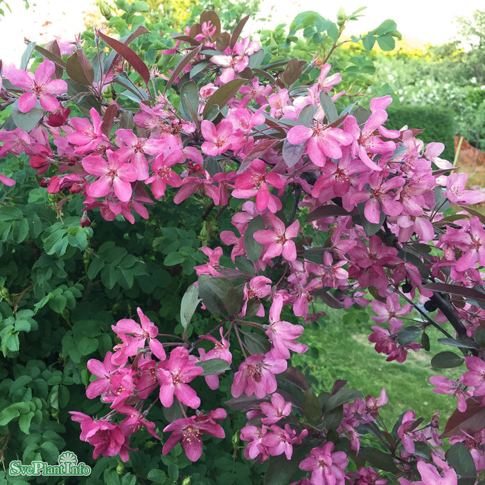 Malus (Purpurapel) 'Stenström' E Stam 90-110cm Co