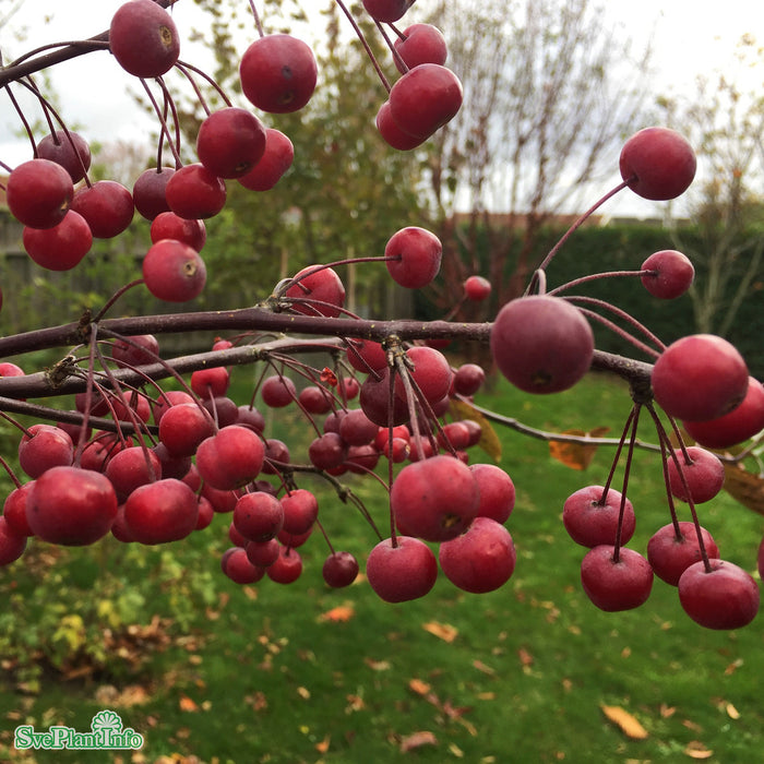 Malus (Purpurapel) 'Stenström' E Stam 90-110cm Co