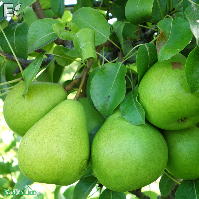 Pyrus communis 'Clara Frijs' E Stam 2-års A-kval Co