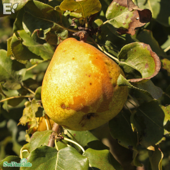 Pyrus communis 'Göteborgs Diamant' E Stam Kl 5-6 år